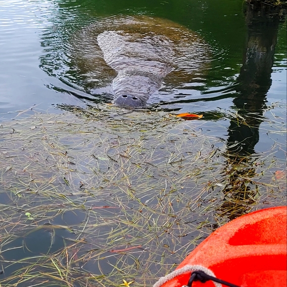 Meet your Posher, LYDOUBLENE - Picture 3 of 8
